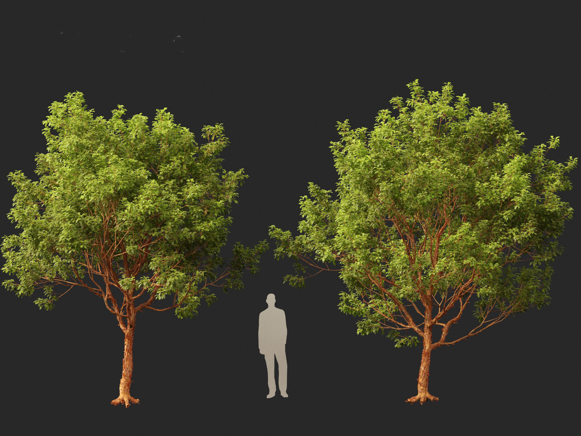 Acer griseum - Paperbark maple 01 3D model_17