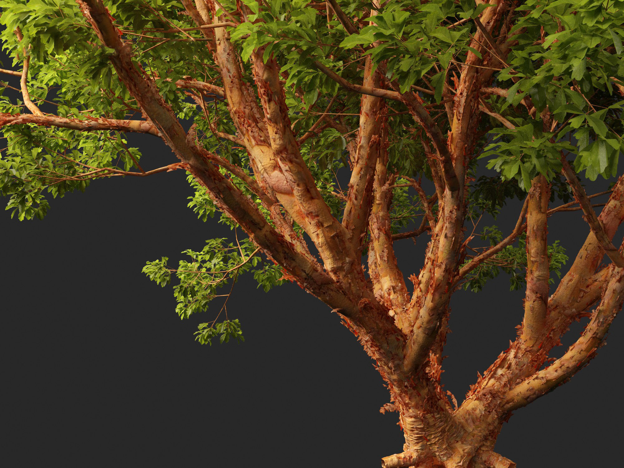 Acer griseum - Paperbark maple 01 3D model_2