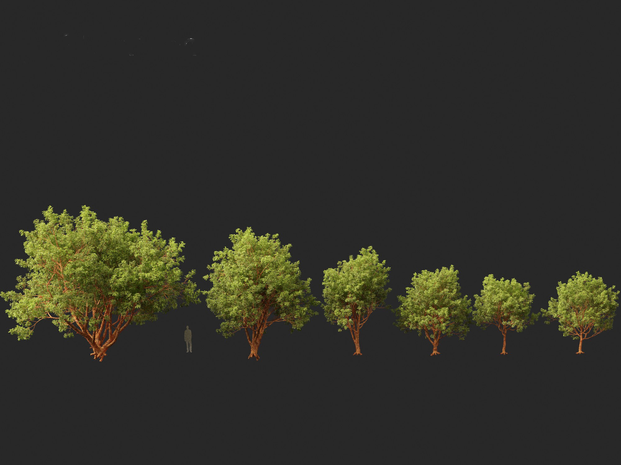 Acer griseum - Paperbark maple 01 3D model_5