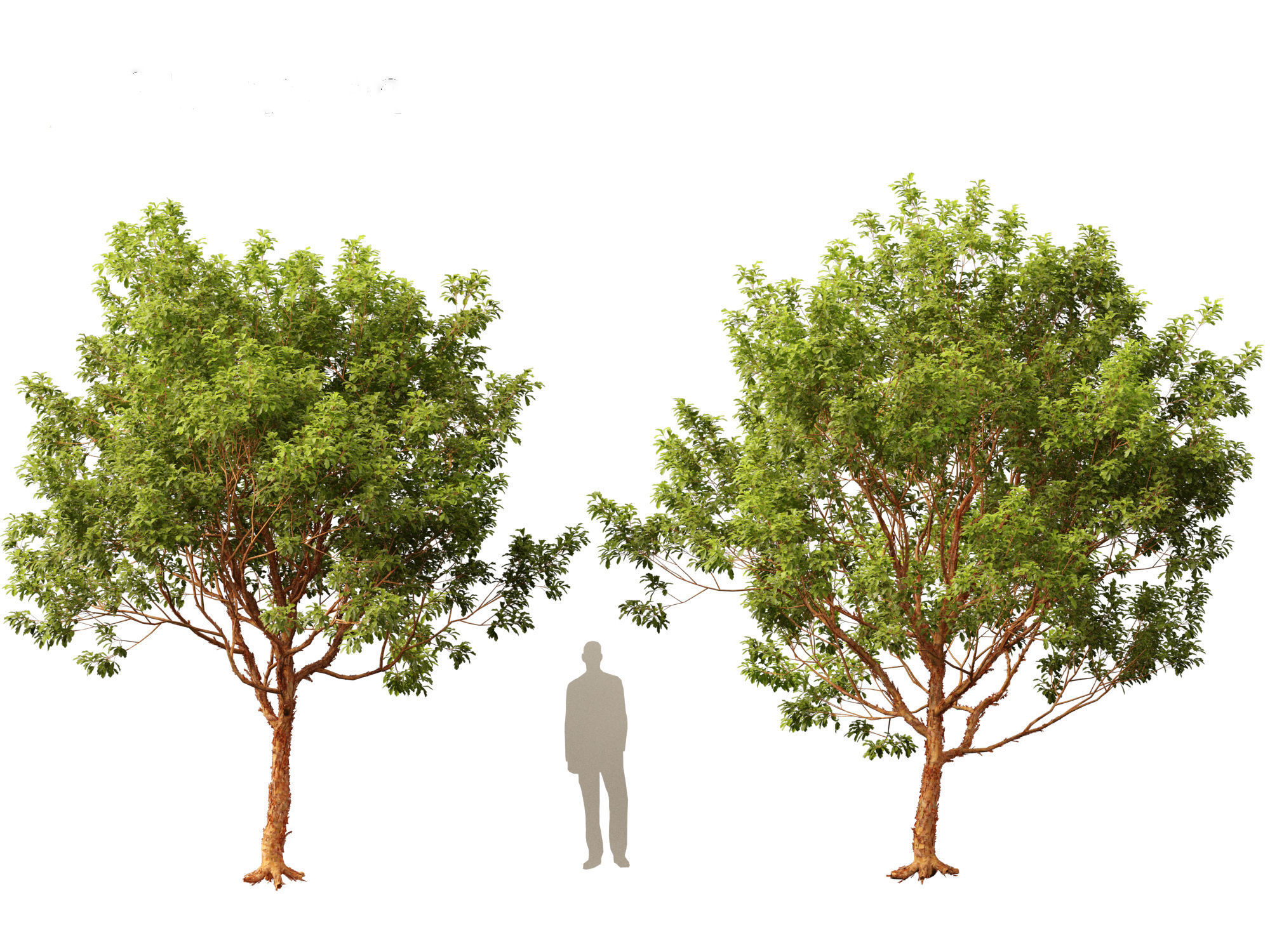 Acer griseum - Paperbark maple 01 3D model_15