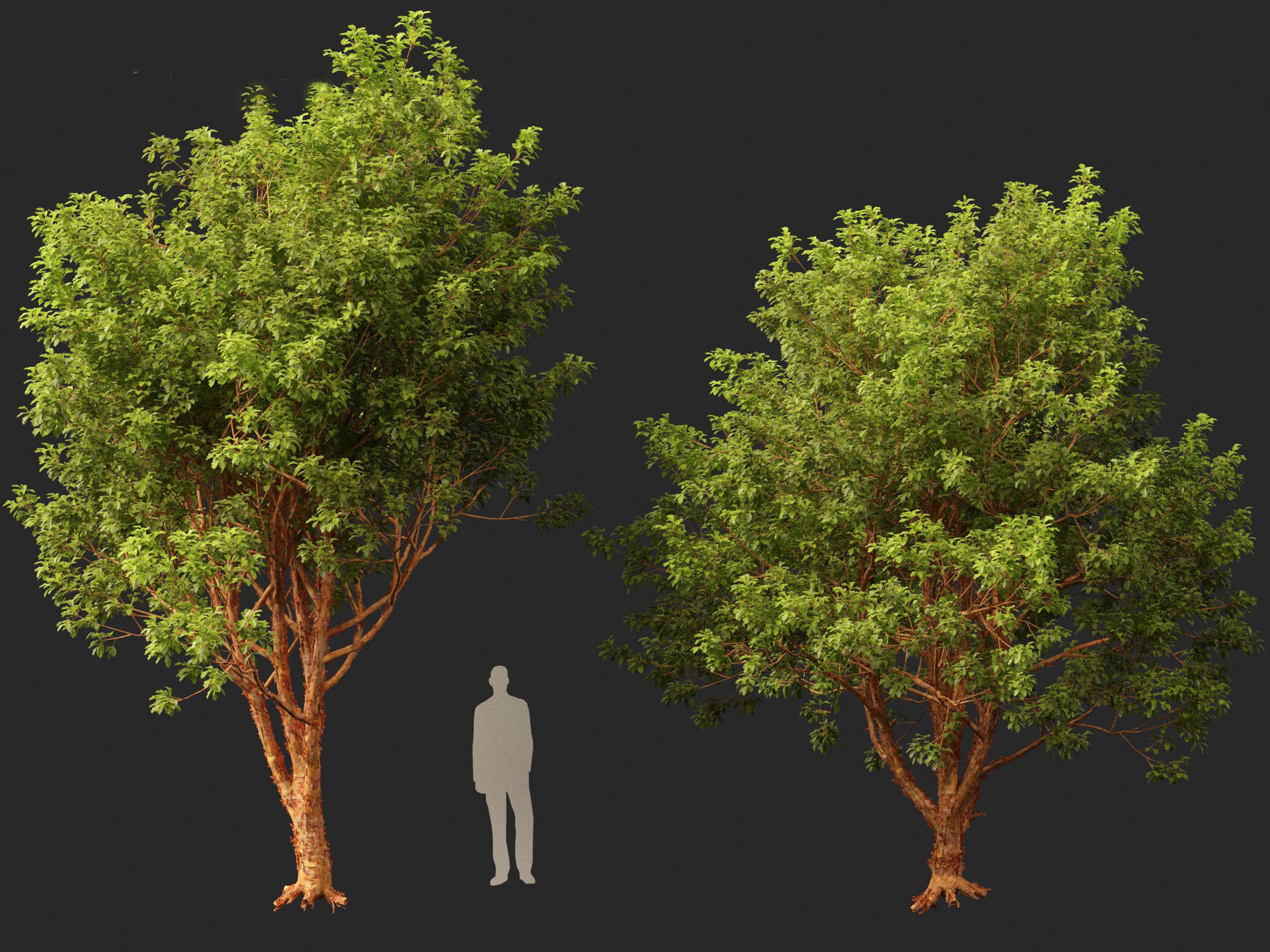 Acer griseum - Paperbark maple 01 3D model_13