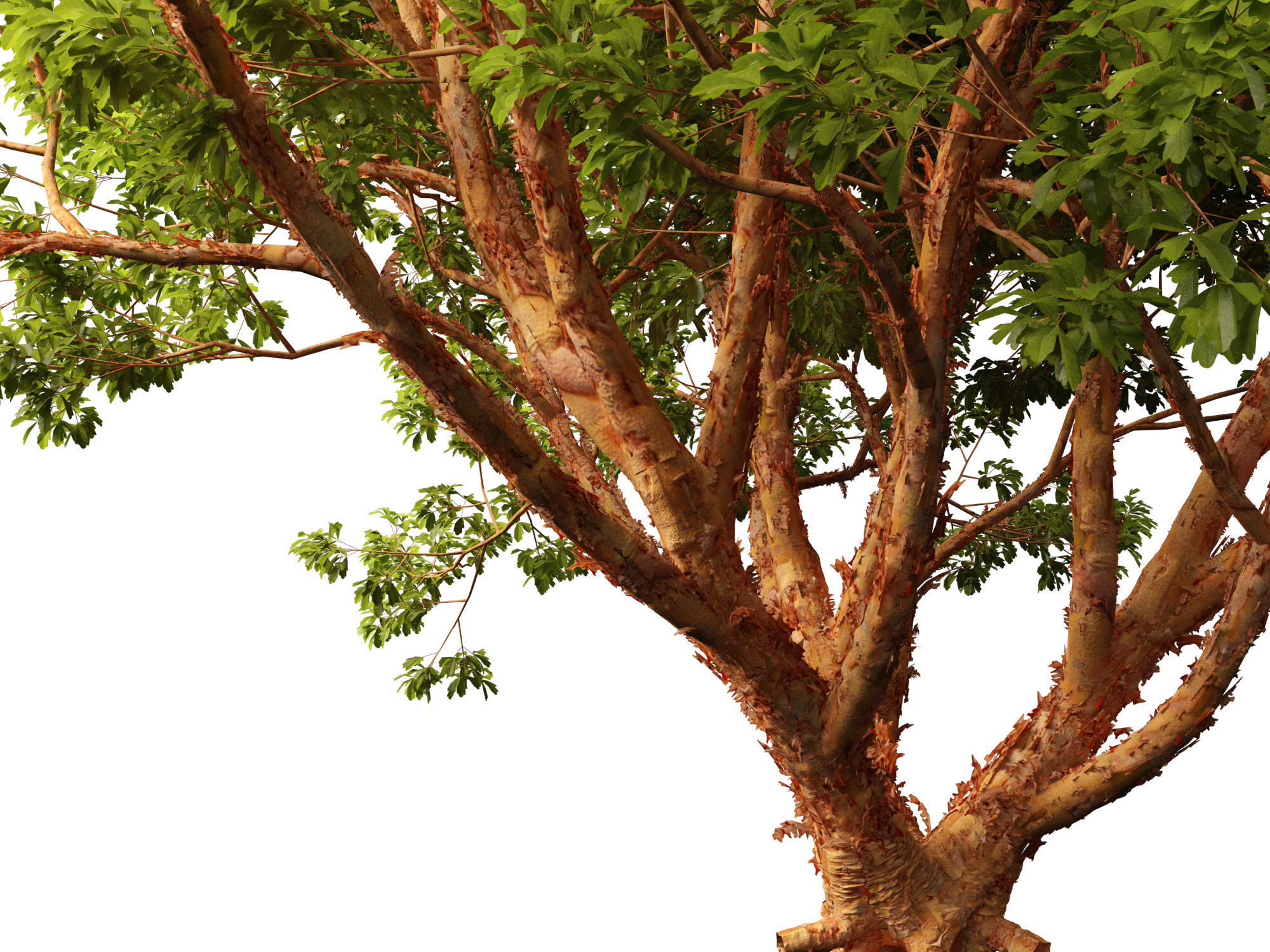 Acer griseum - Paperbark maple 01 3D model_19