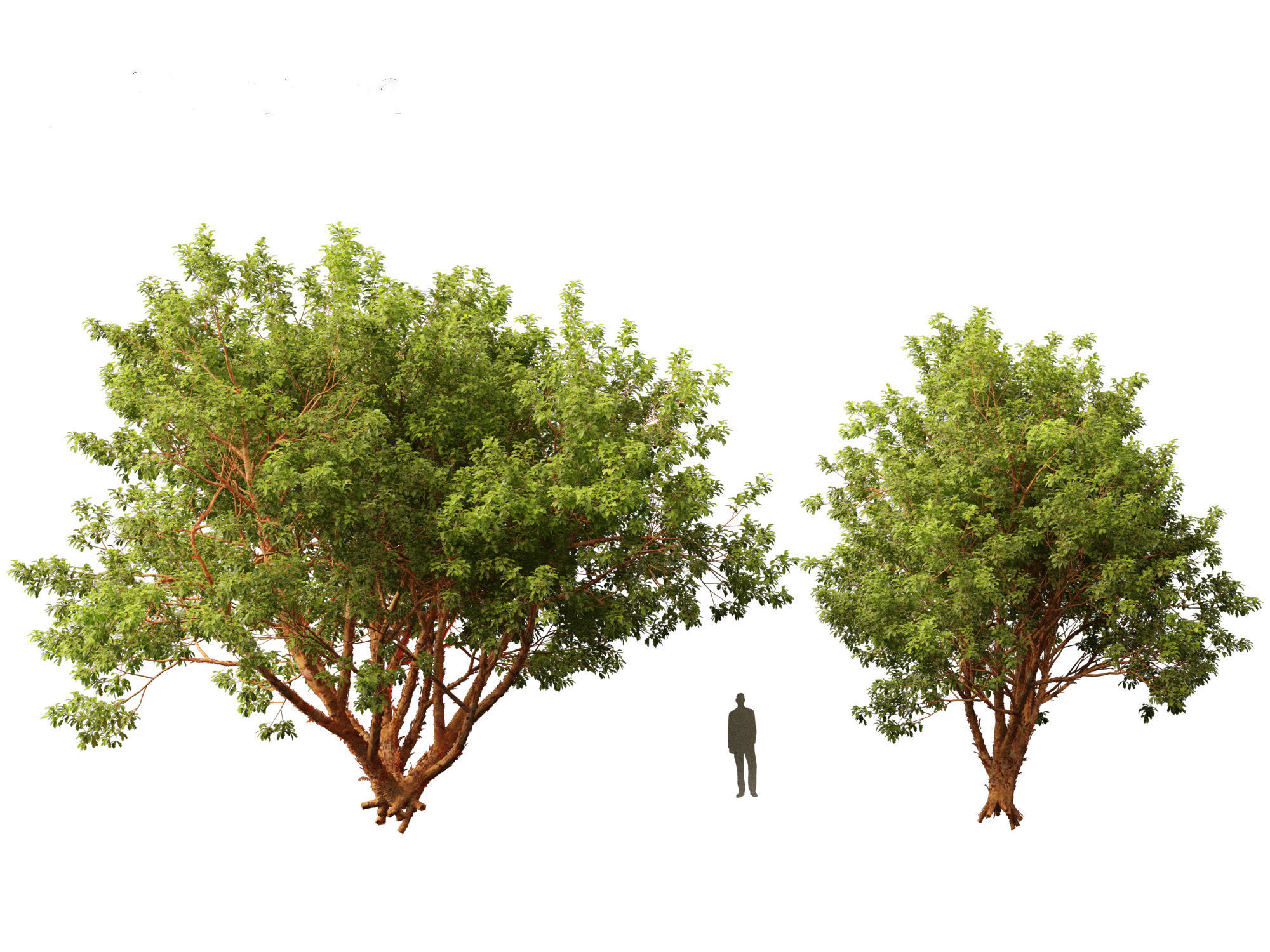 Acer griseum - Paperbark maple 01 3D model_6