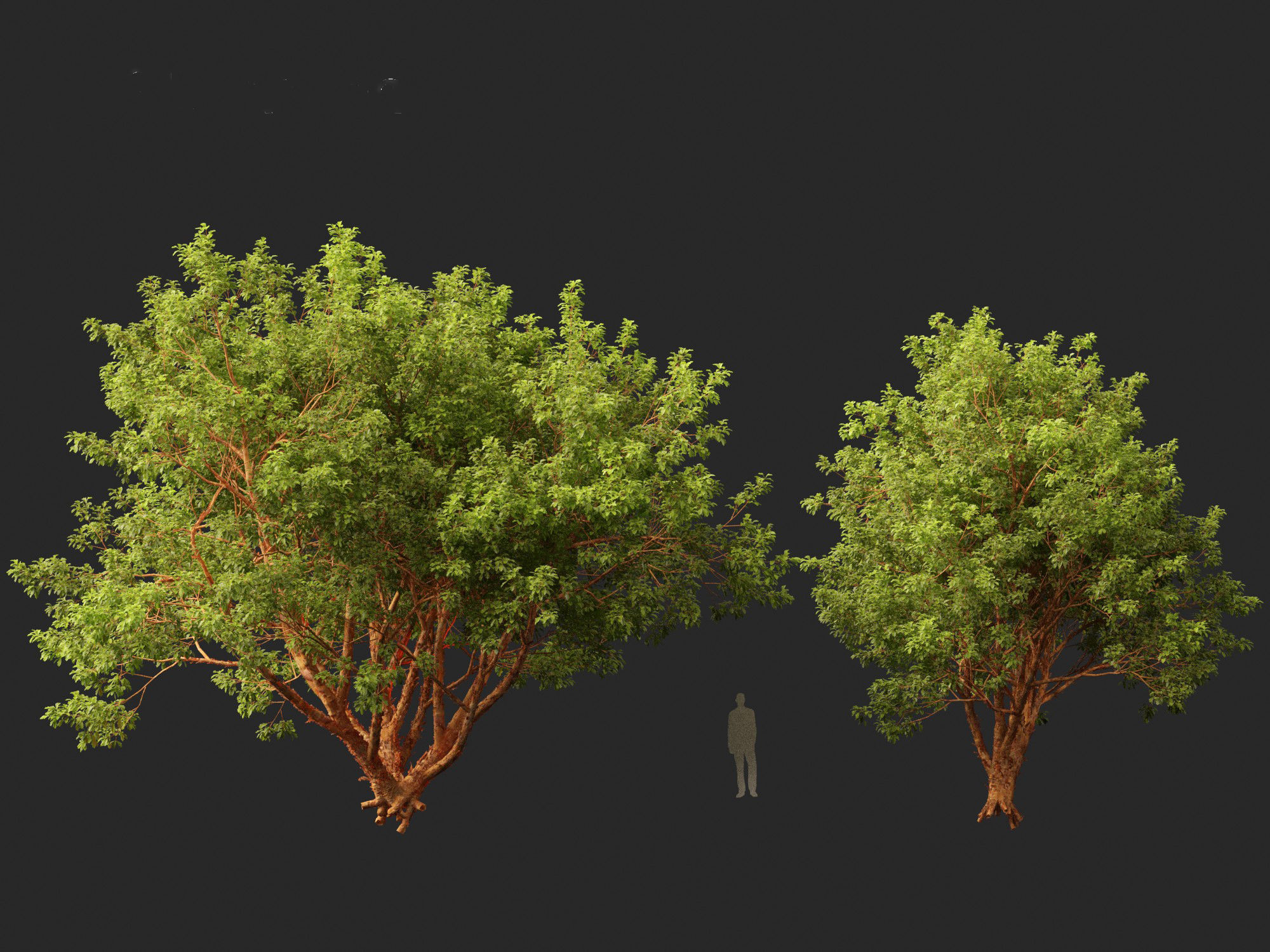 Acer griseum - Paperbark maple 01 3D model_9