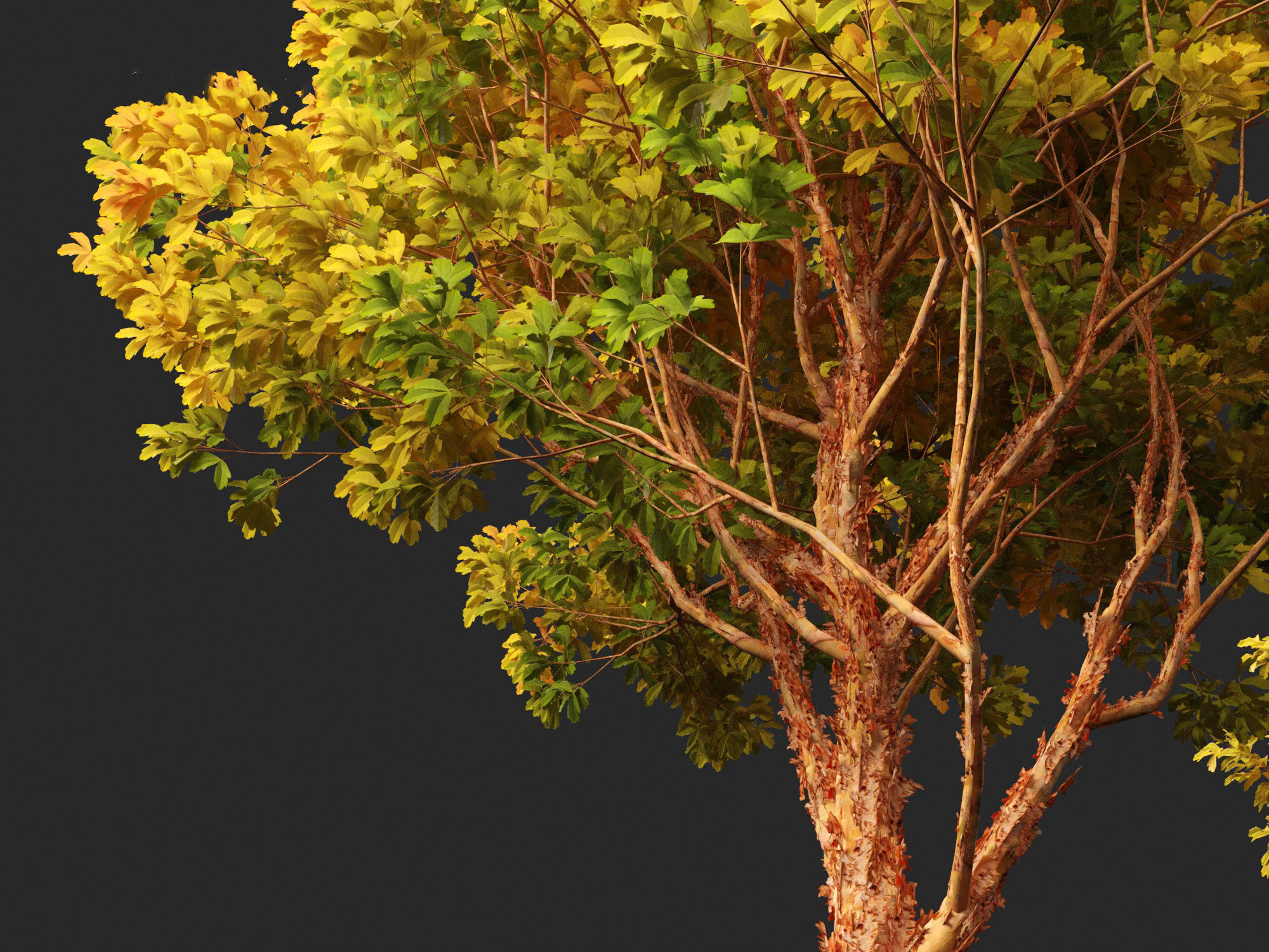 Acer griseum - Paperbark maple 02 3D model_1
