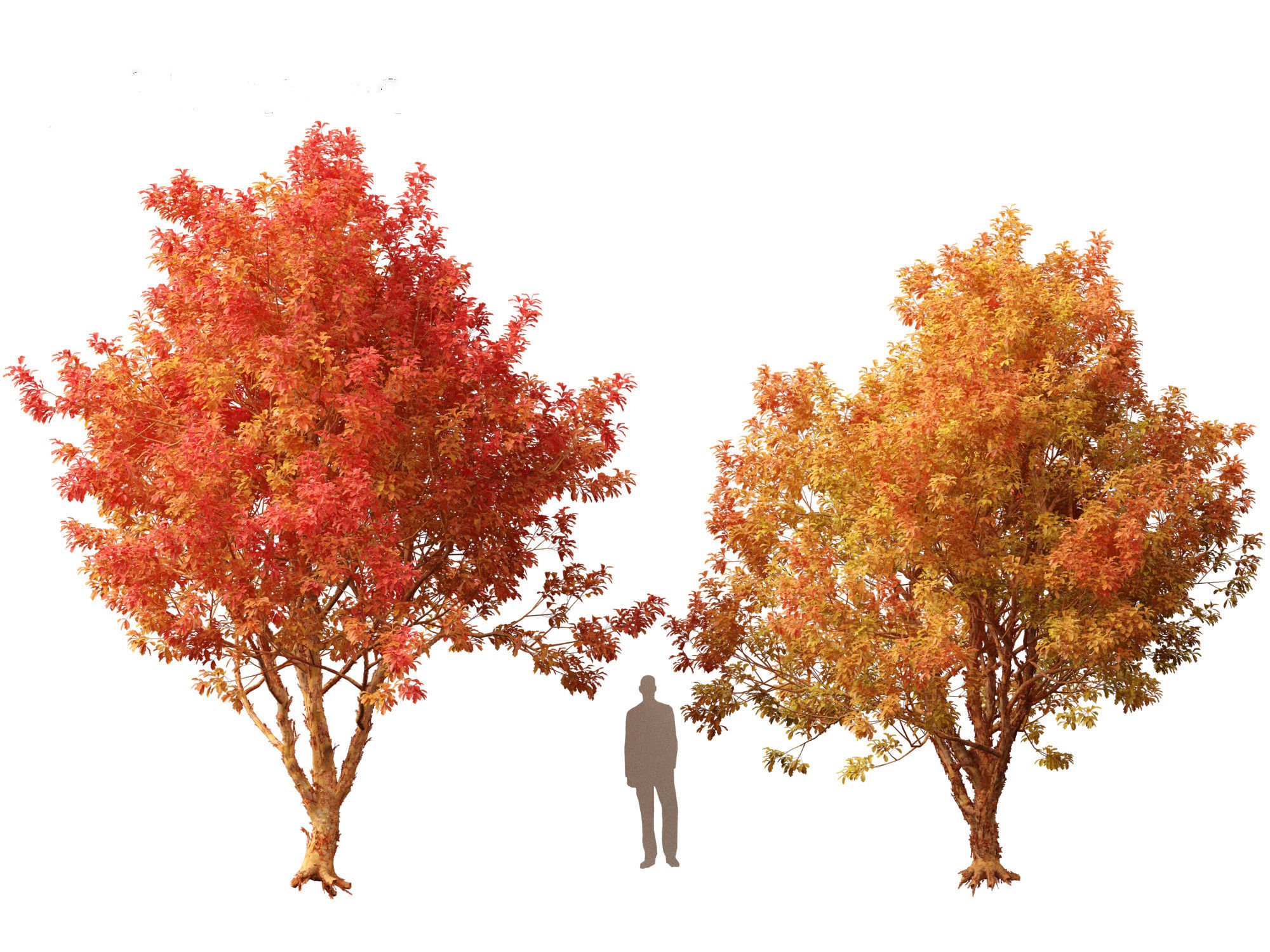 Acer griseum - Paperbark maple 02 3D model_7