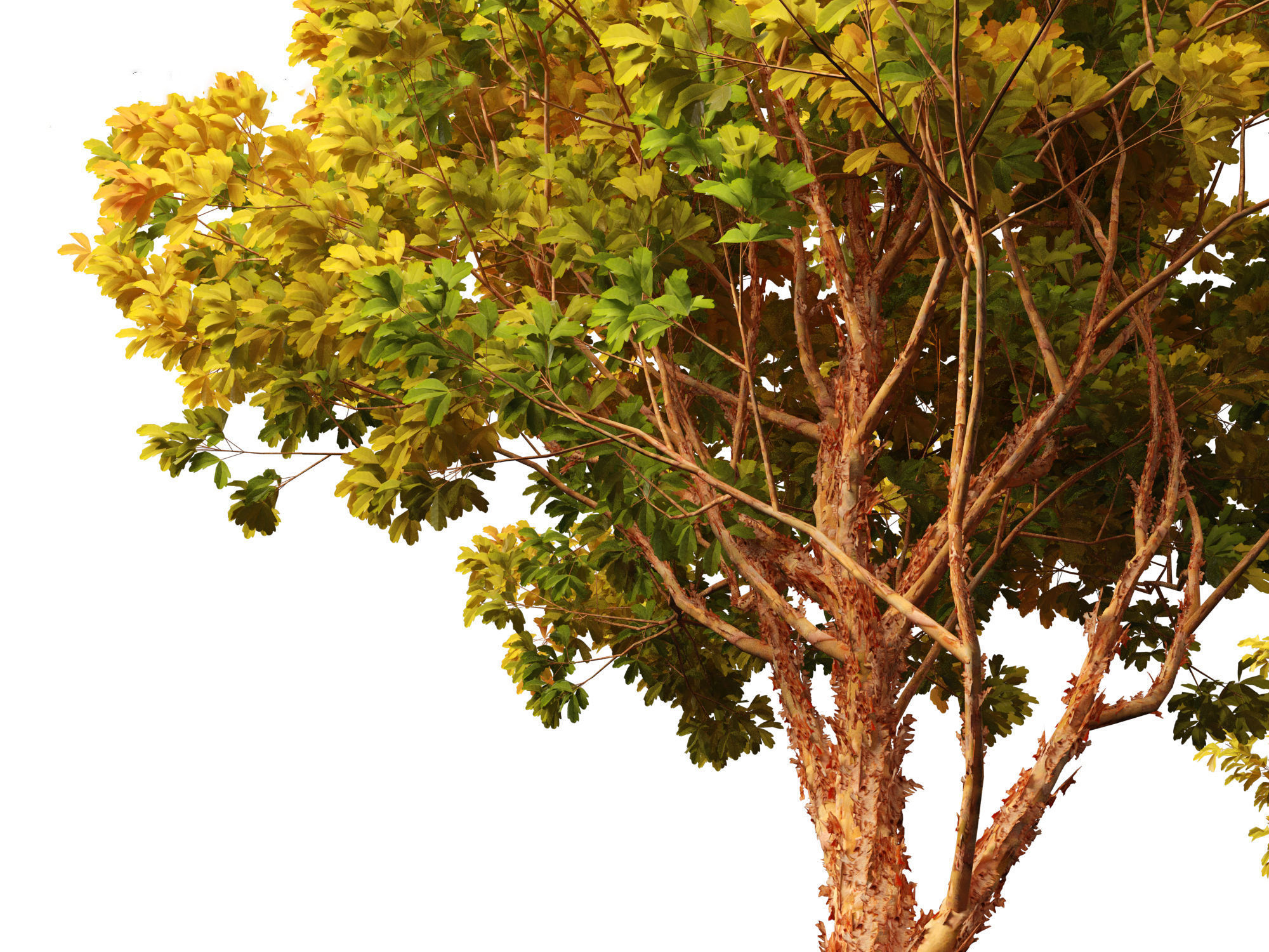 Acer griseum - Paperbark maple 02 3D model_11