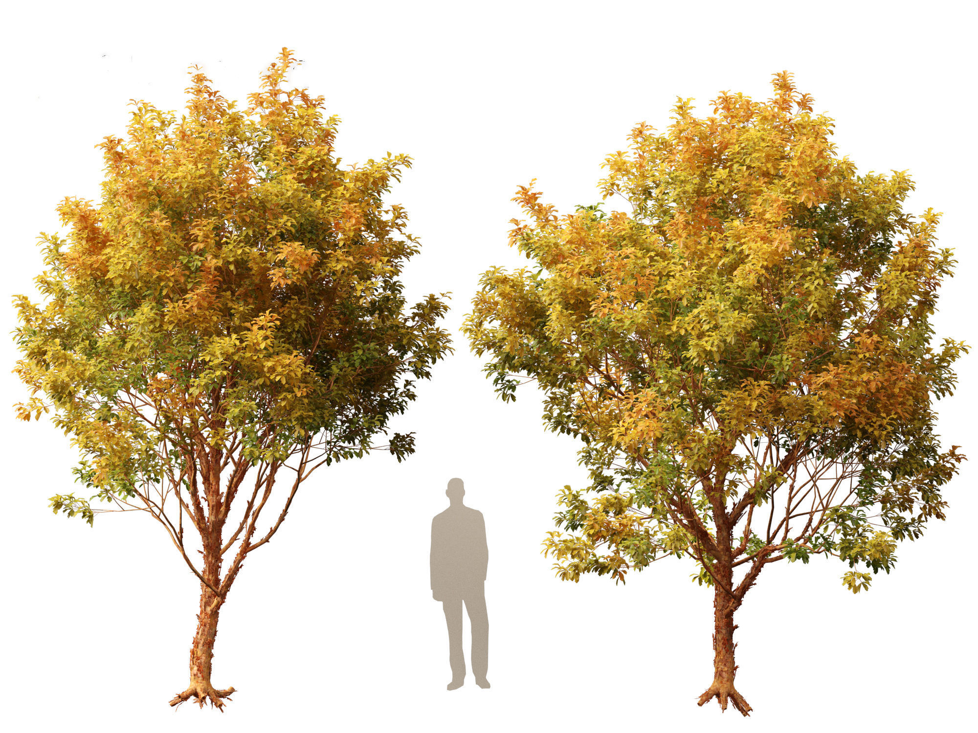 Acer griseum - Paperbark maple 02 3D model_9