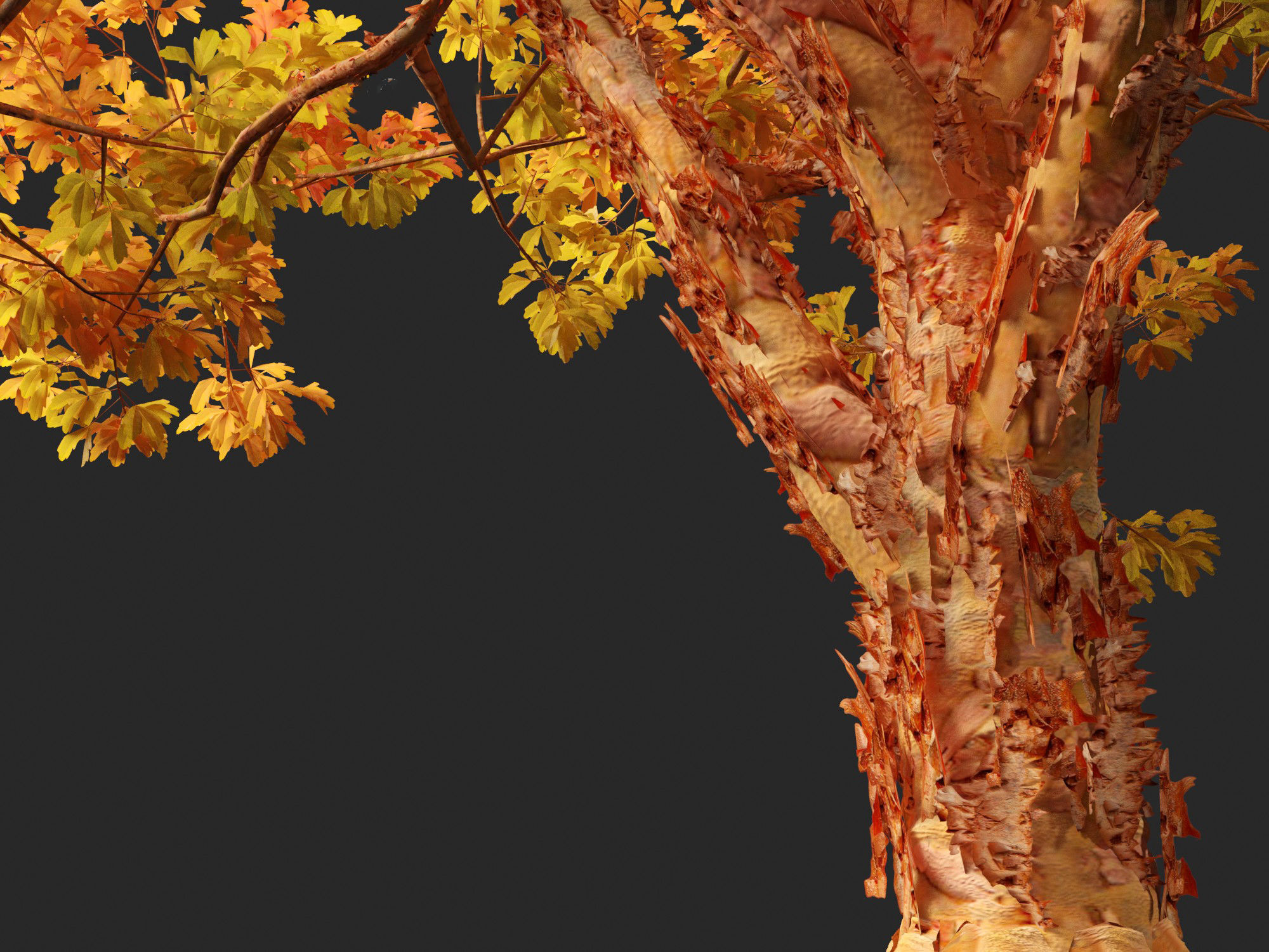 Acer griseum - Paperbark maple 02 3D model_3