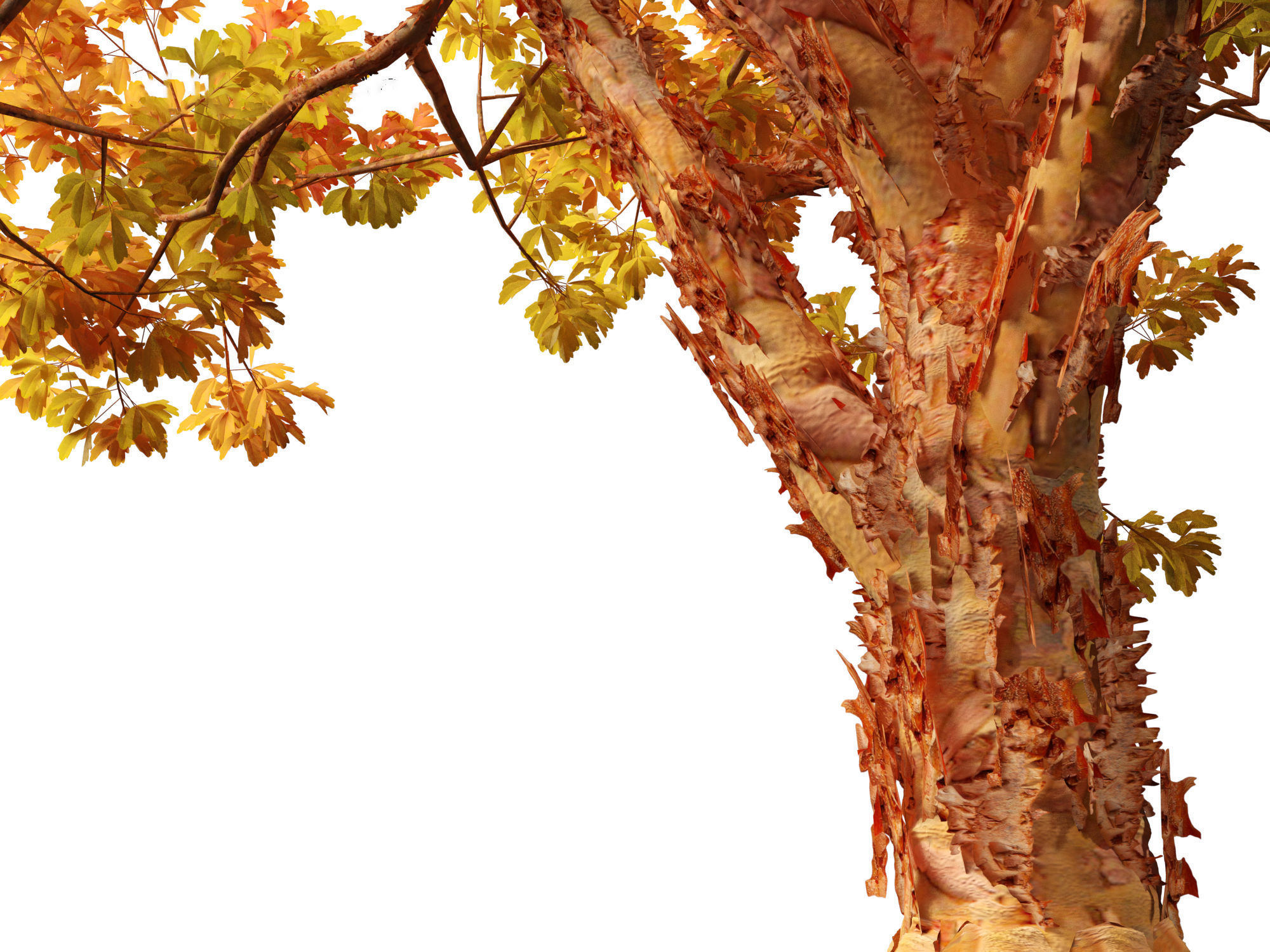 Acer griseum - Paperbark maple 02 3D model_2
