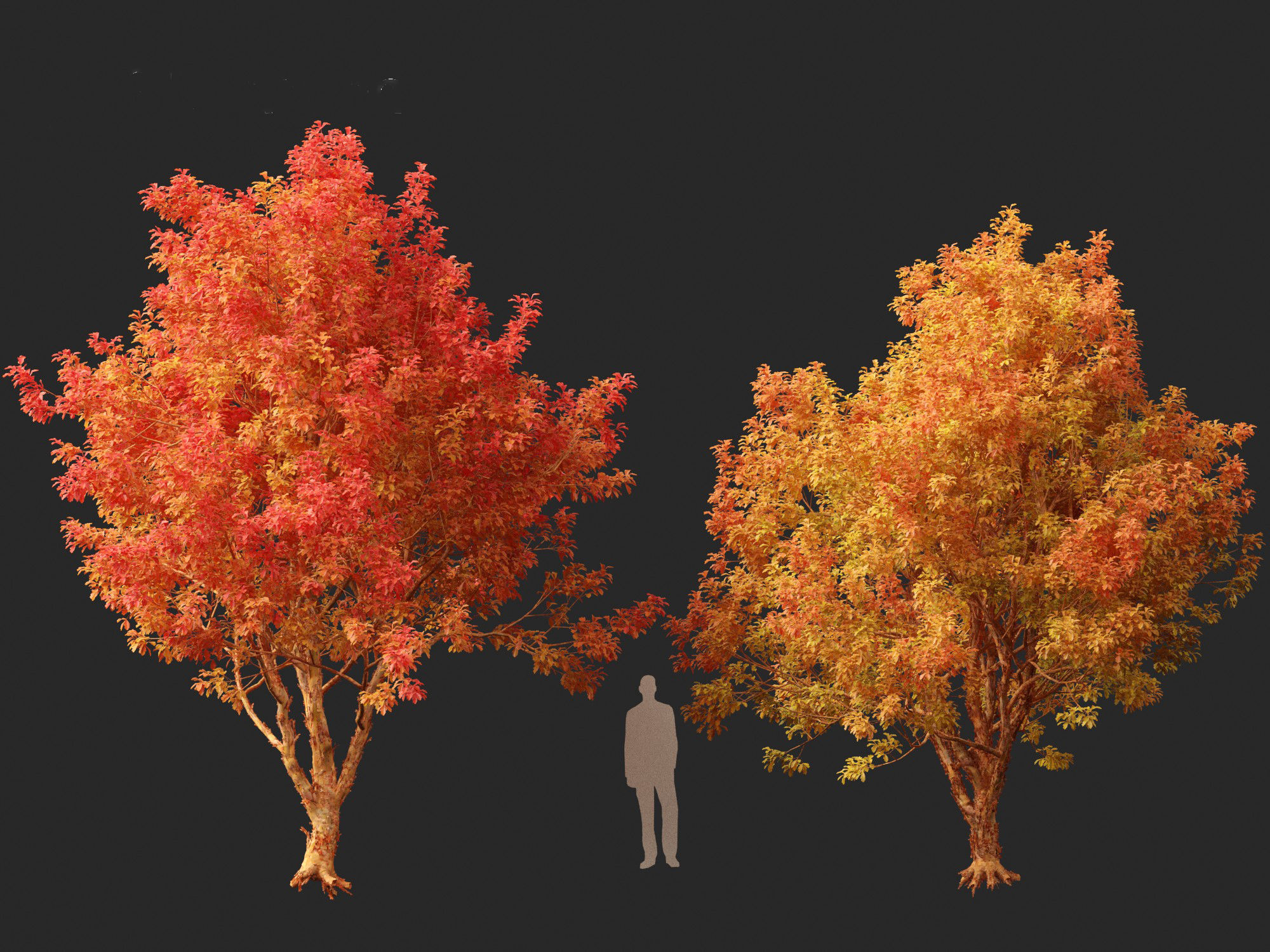 Acer griseum - Paperbark maple 02 3D model_8