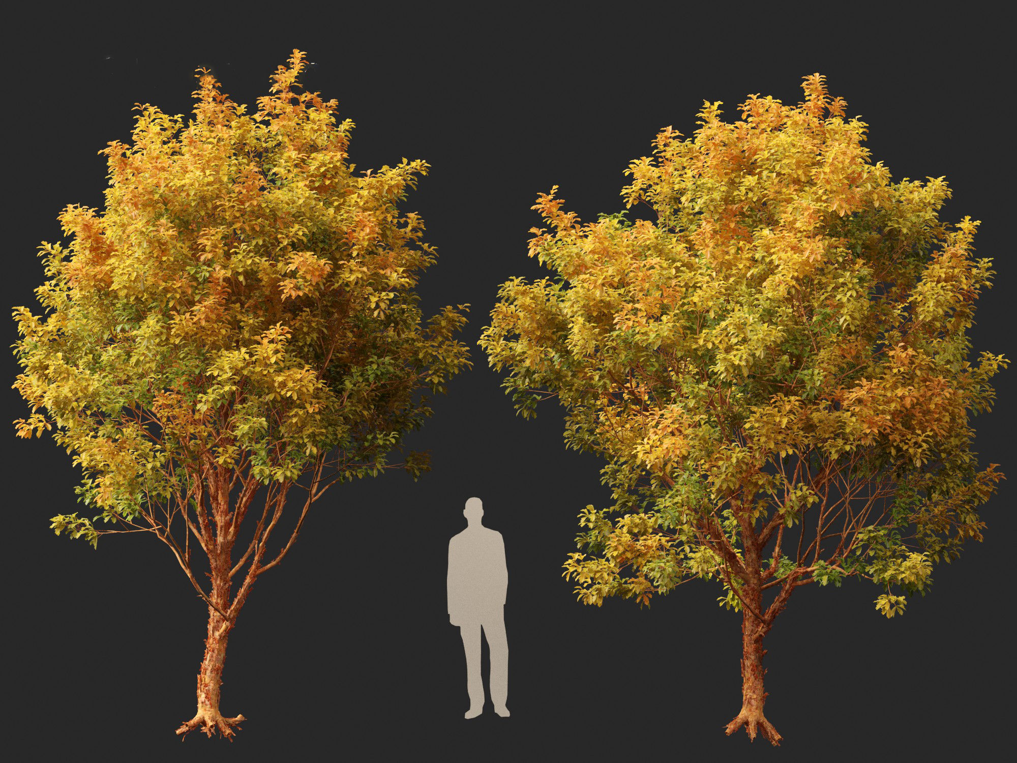 Acer griseum - Paperbark maple 02 3D model_10