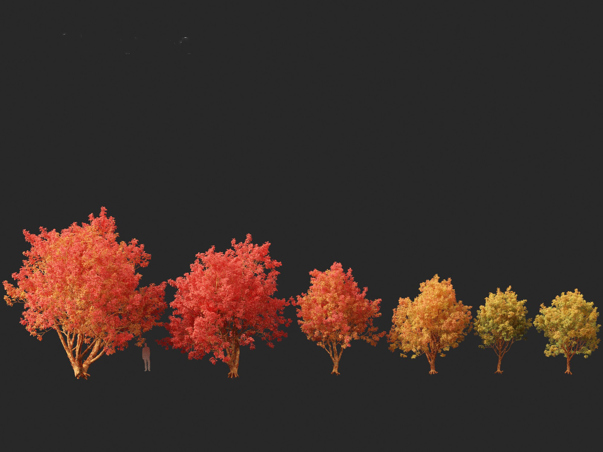 Acer griseum - Paperbark maple 02 3D model_4