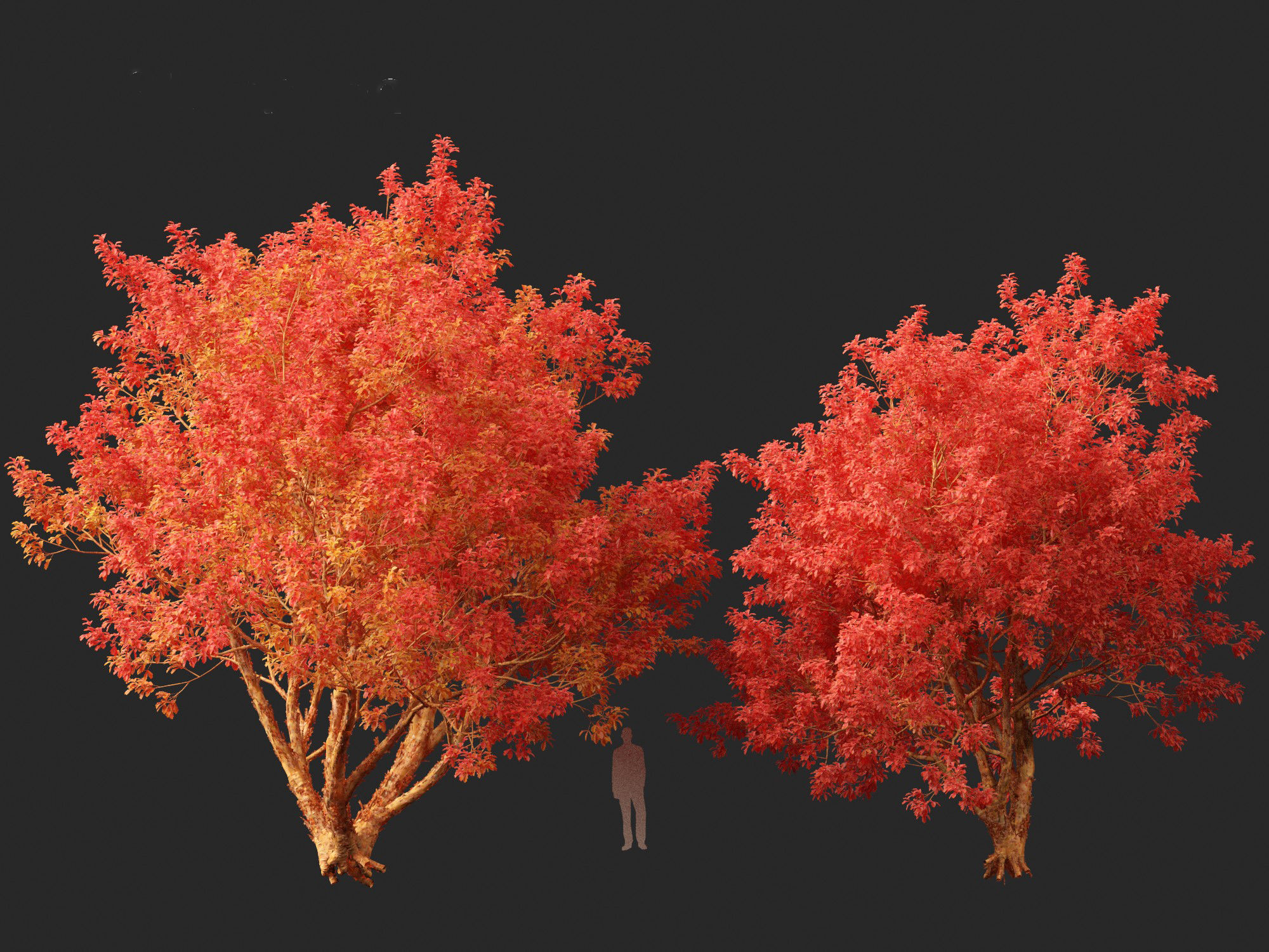 Acer griseum - Paperbark maple 02 3D model_6