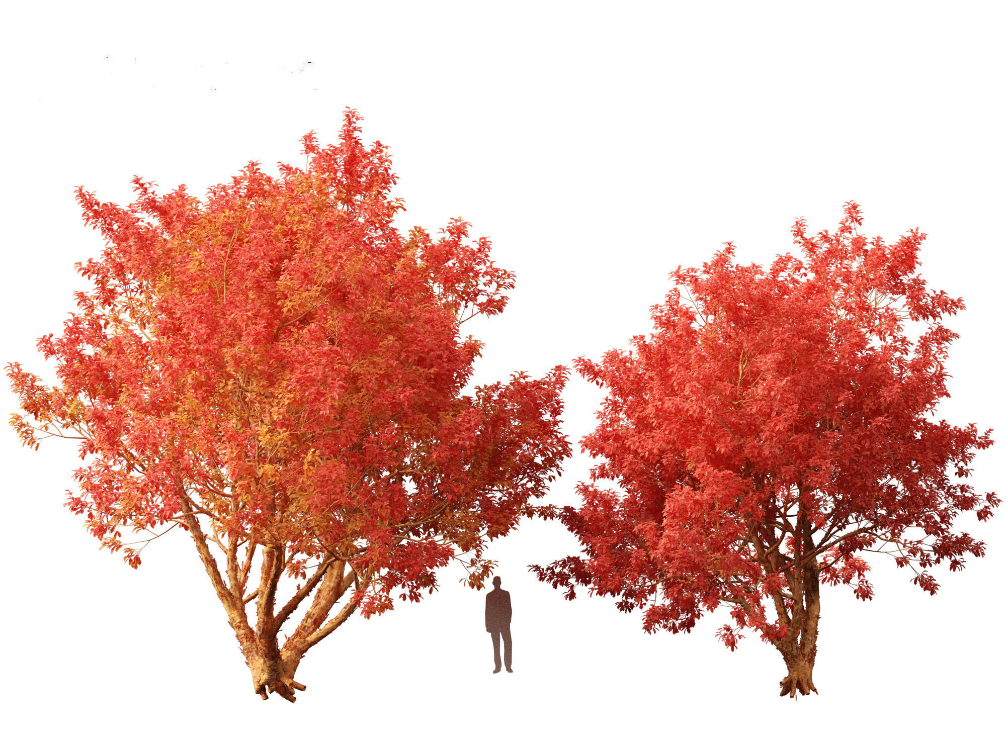 Acer griseum - Paperbark maple 02 3D model_5