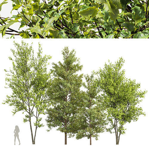 Acer Buergerianum and Saccharinum Spring 3D model