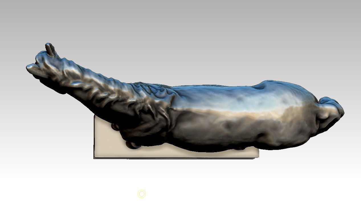 horse studio 3D model_4