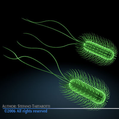 Escherichia coli bacteria 3D model_6