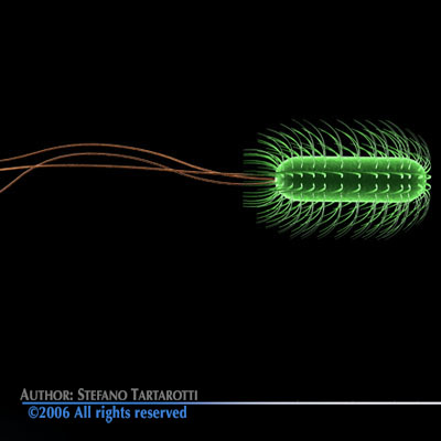 Escherichia coli bacteria 3D model_1