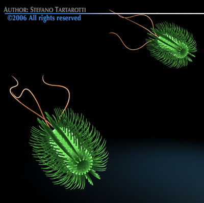 Escherichia coli bacteria 3D model_7