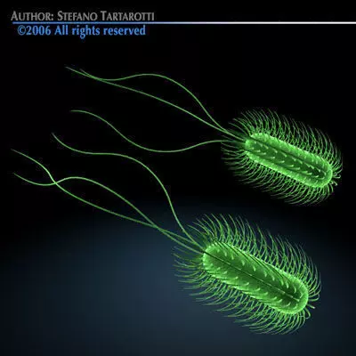 Escherichia coli bacteria 3D model_0