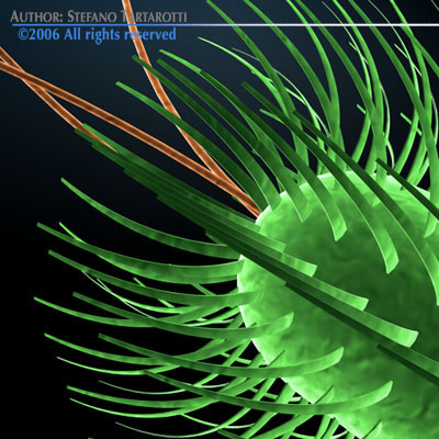 Escherichia coli bacteria 3D model_8