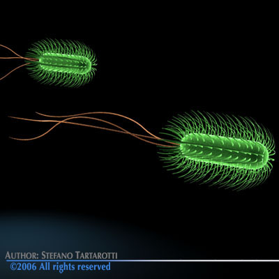 Escherichia coli bacteria 3D model_2