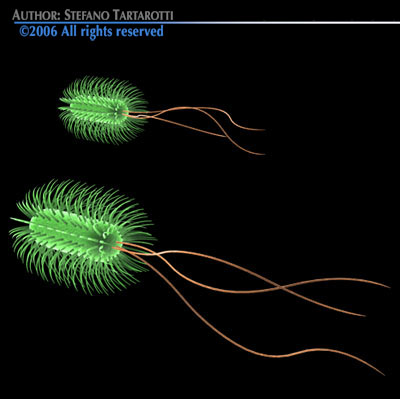Escherichia coli bacteria 3D model_5