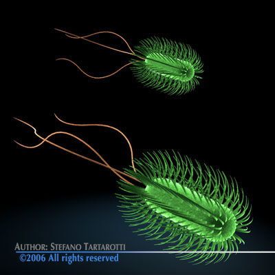 Escherichia coli bacteria 3D model_4