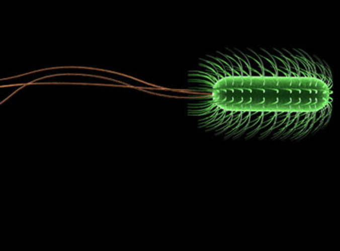 Escherichia coli bacteria 3D Model OBJ 3DS FBX C4D DXF DAE | CGTrader.com