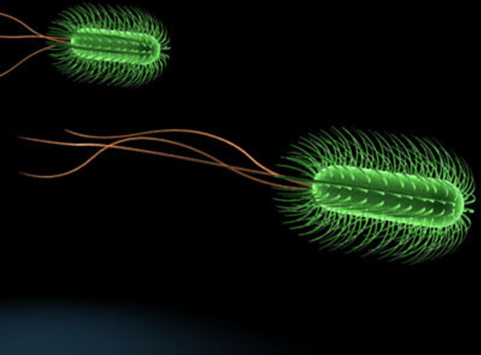 Escherichia coli bacteria 3D Model OBJ 3DS FBX C4D DXF DAE | CGTrader.com
