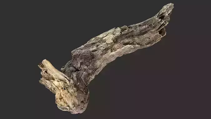 3d scan Tree trunk