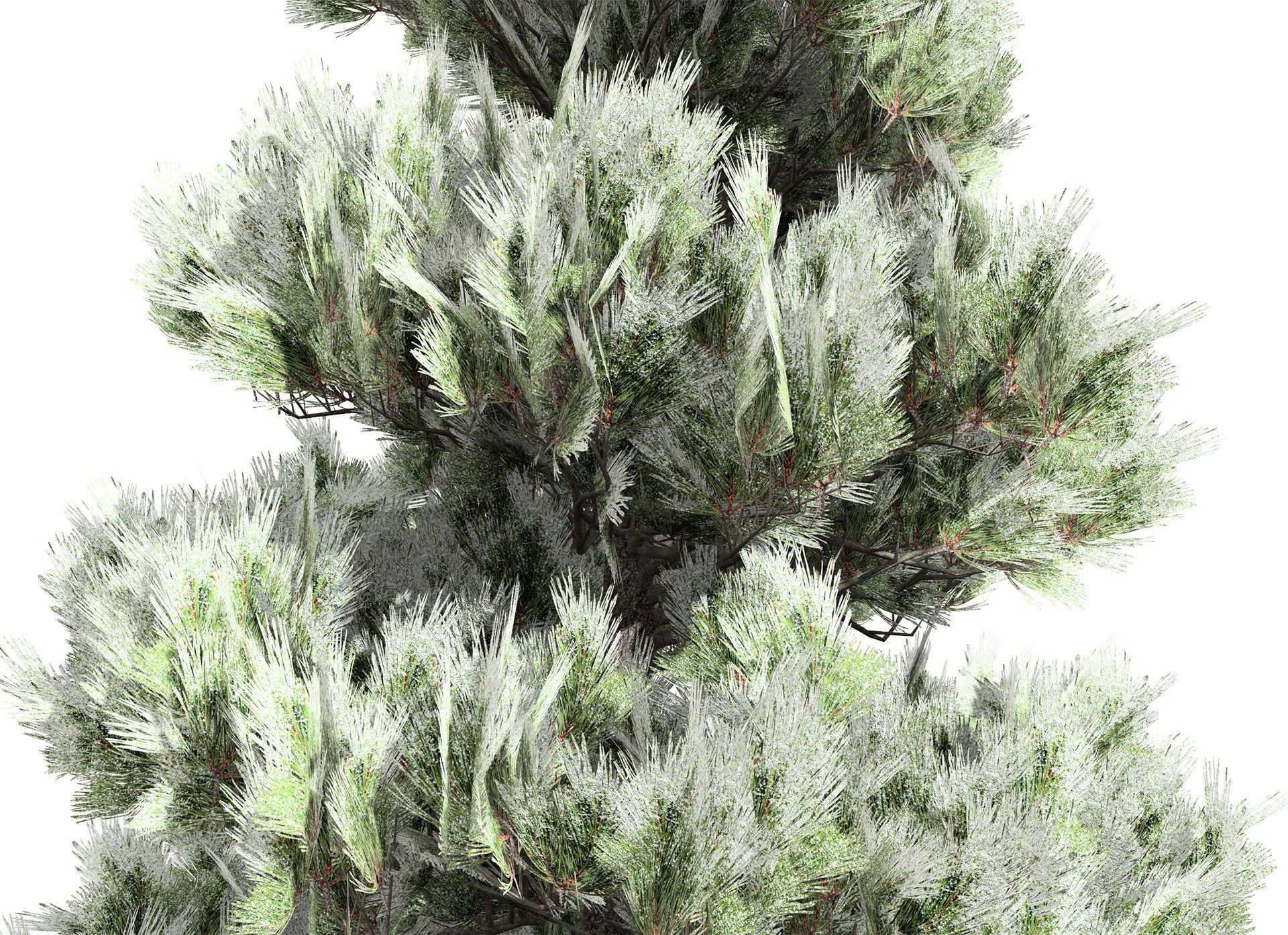 Green and snow covered spruce trees pack Low-poly 3D model_14
