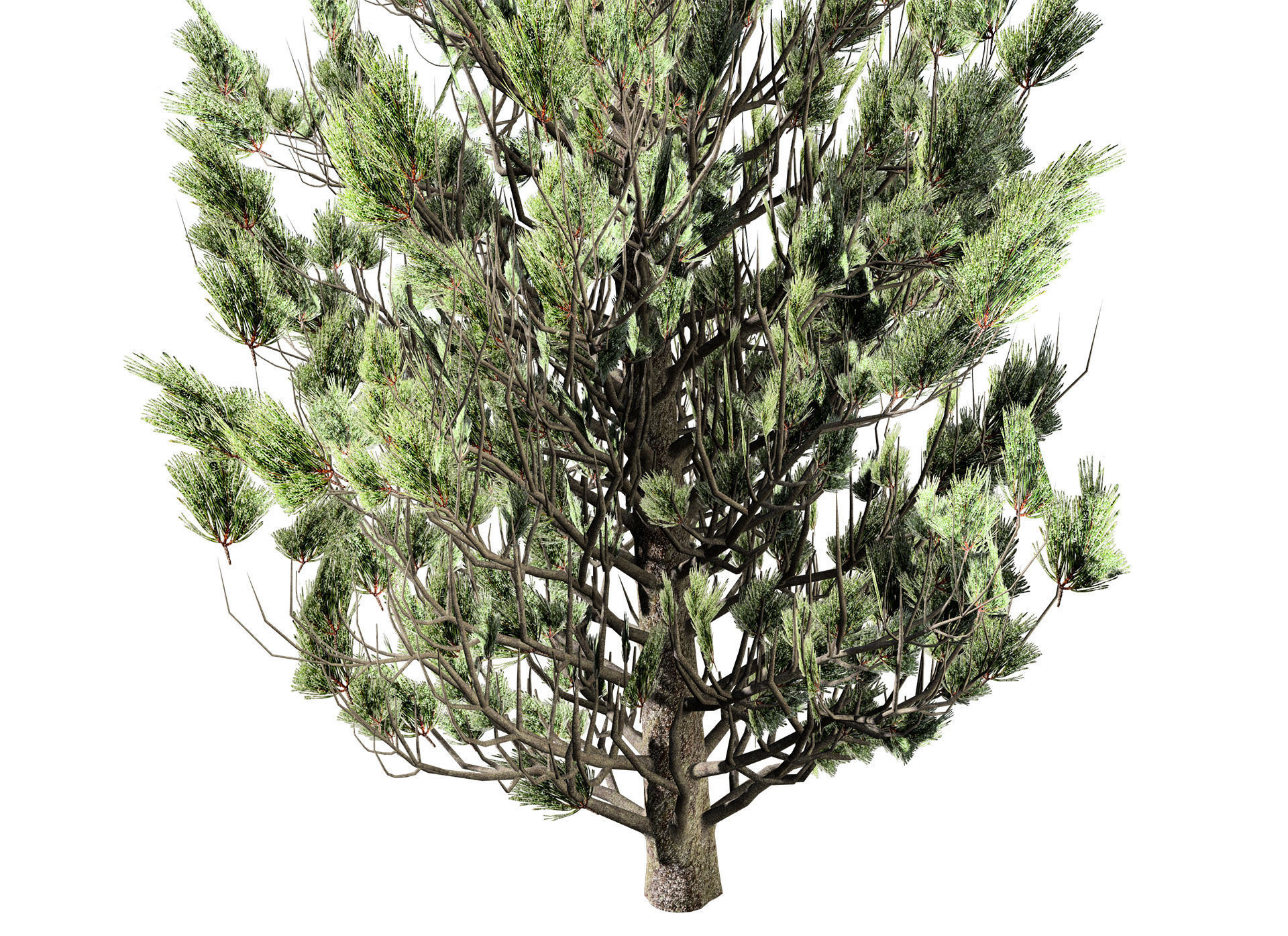 Green and snow covered spruce trees pack Low-poly 3D model_4