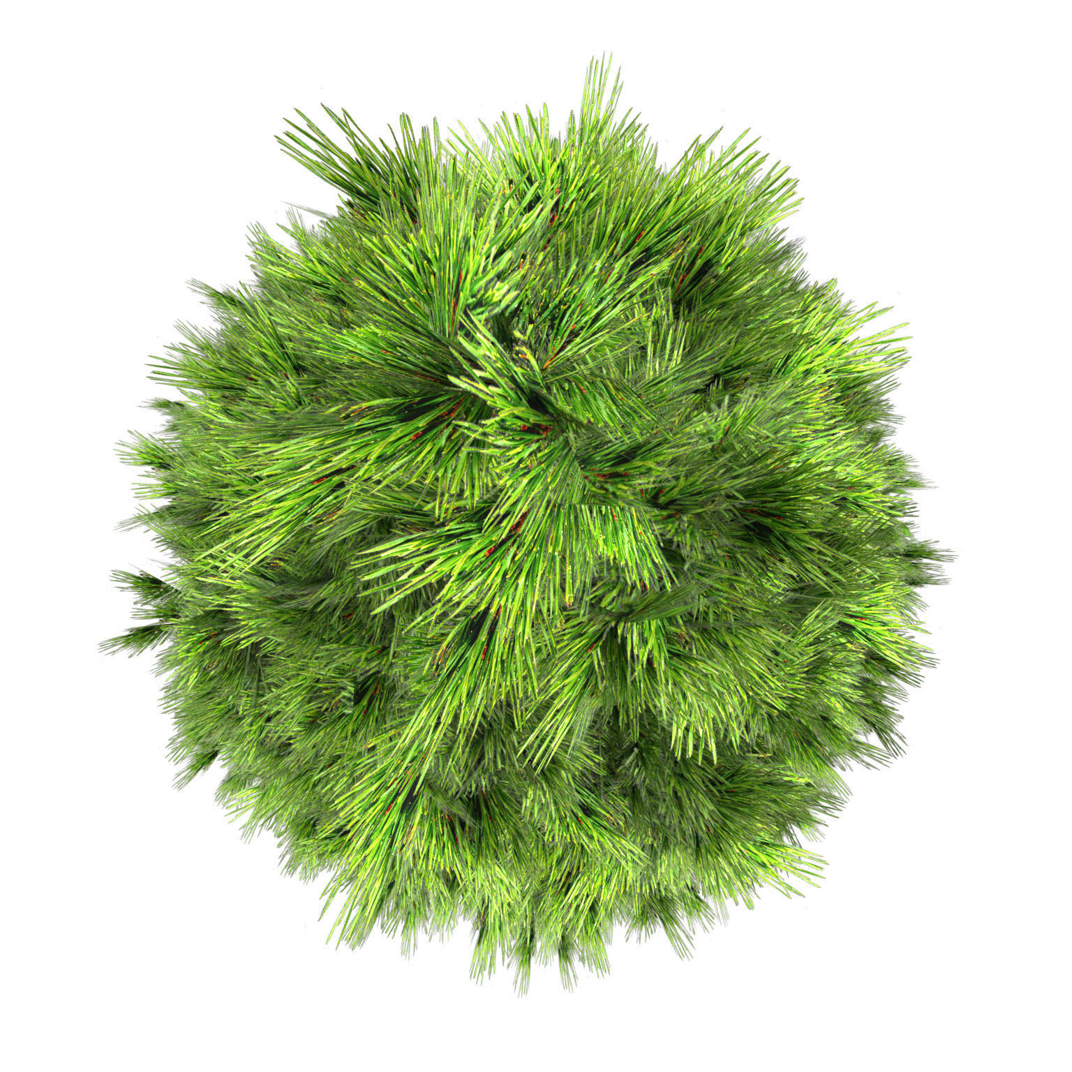 Green and snow covered spruce trees pack Low-poly 3D model_8