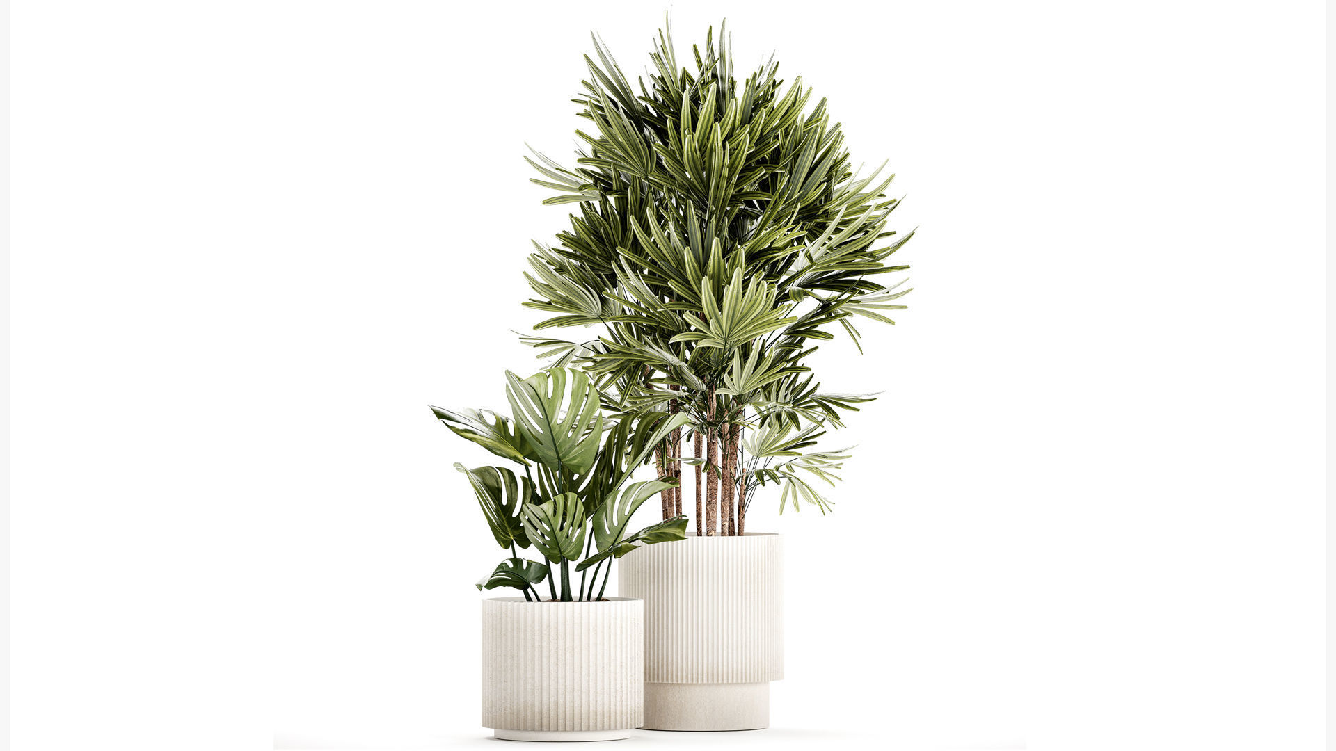 Small white potted plants Monstera Raphis palm 1448 3D model_1