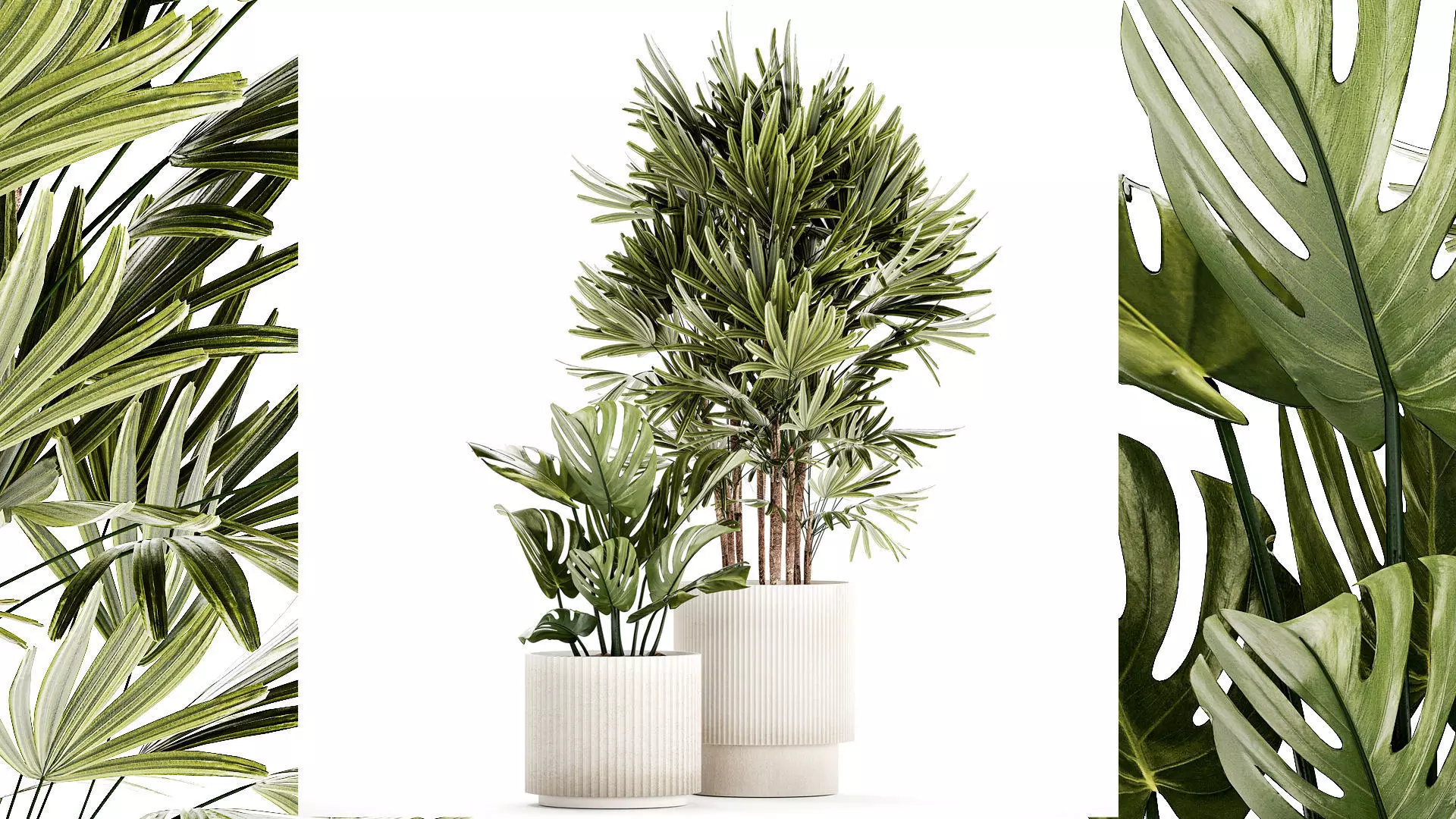 Small white potted plants Monstera Raphis palm 1448 3D model_0