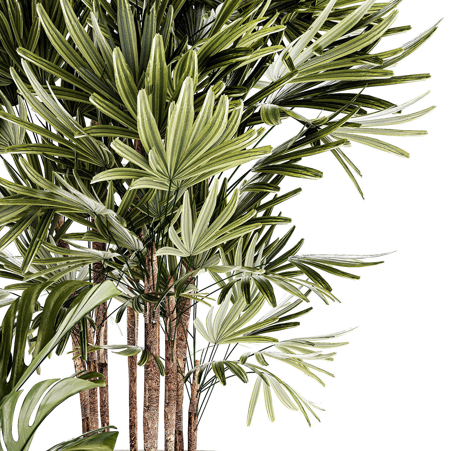 Small white potted plants Monstera Raphis palm 1448 3D model_11