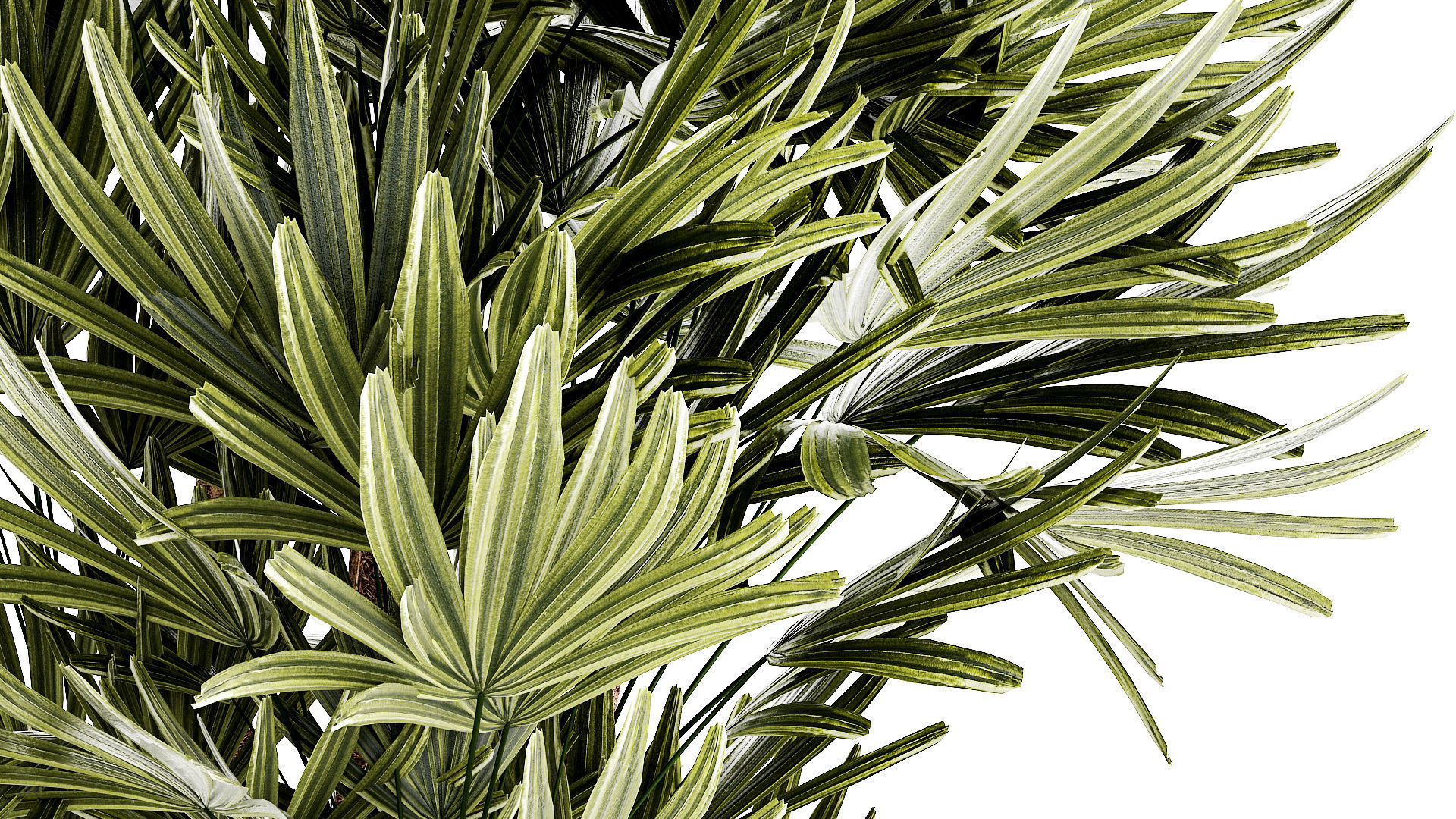 Small white potted plants Monstera Raphis palm 1448 3D model_5