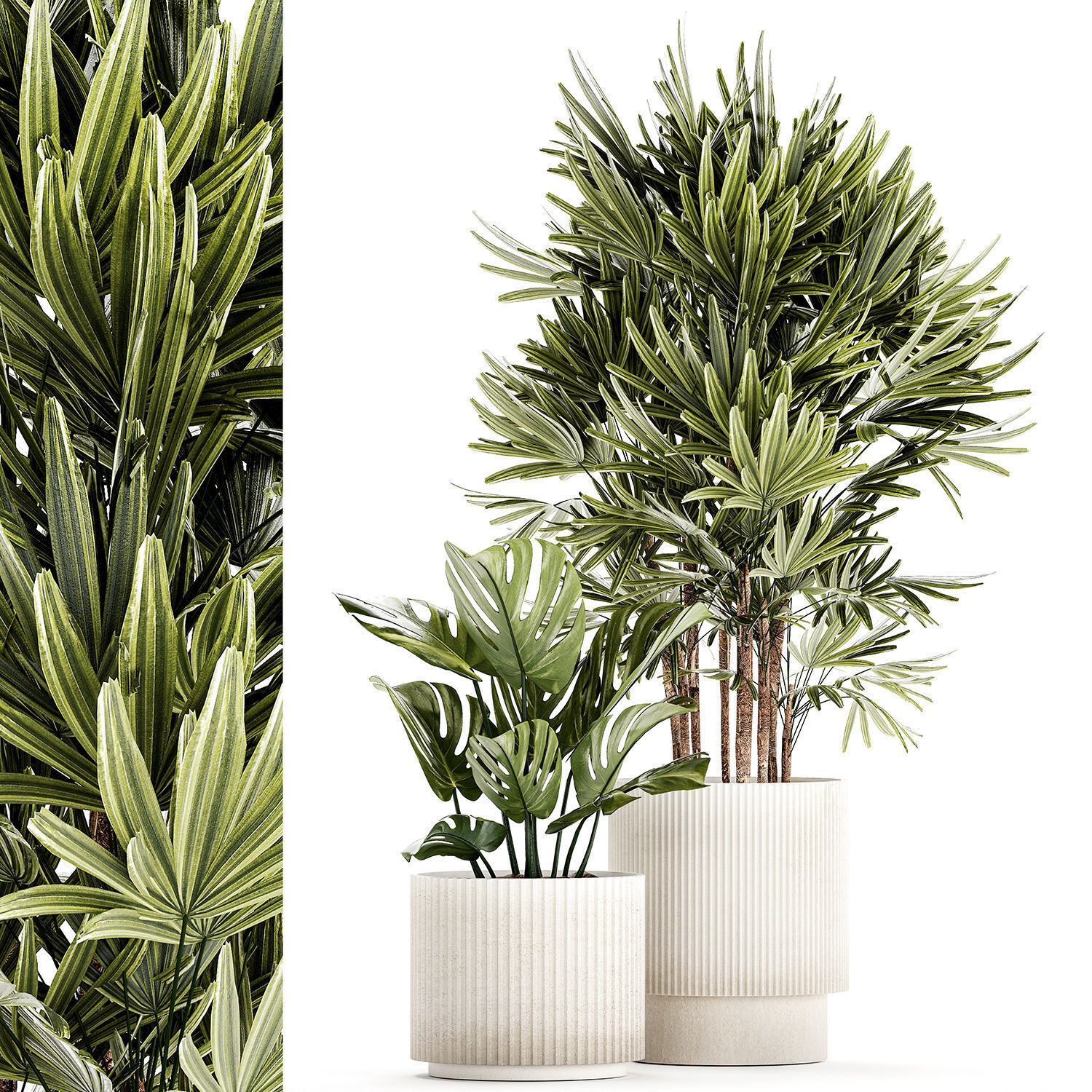 Small white potted plants Monstera Raphis palm 1448 3D model_7