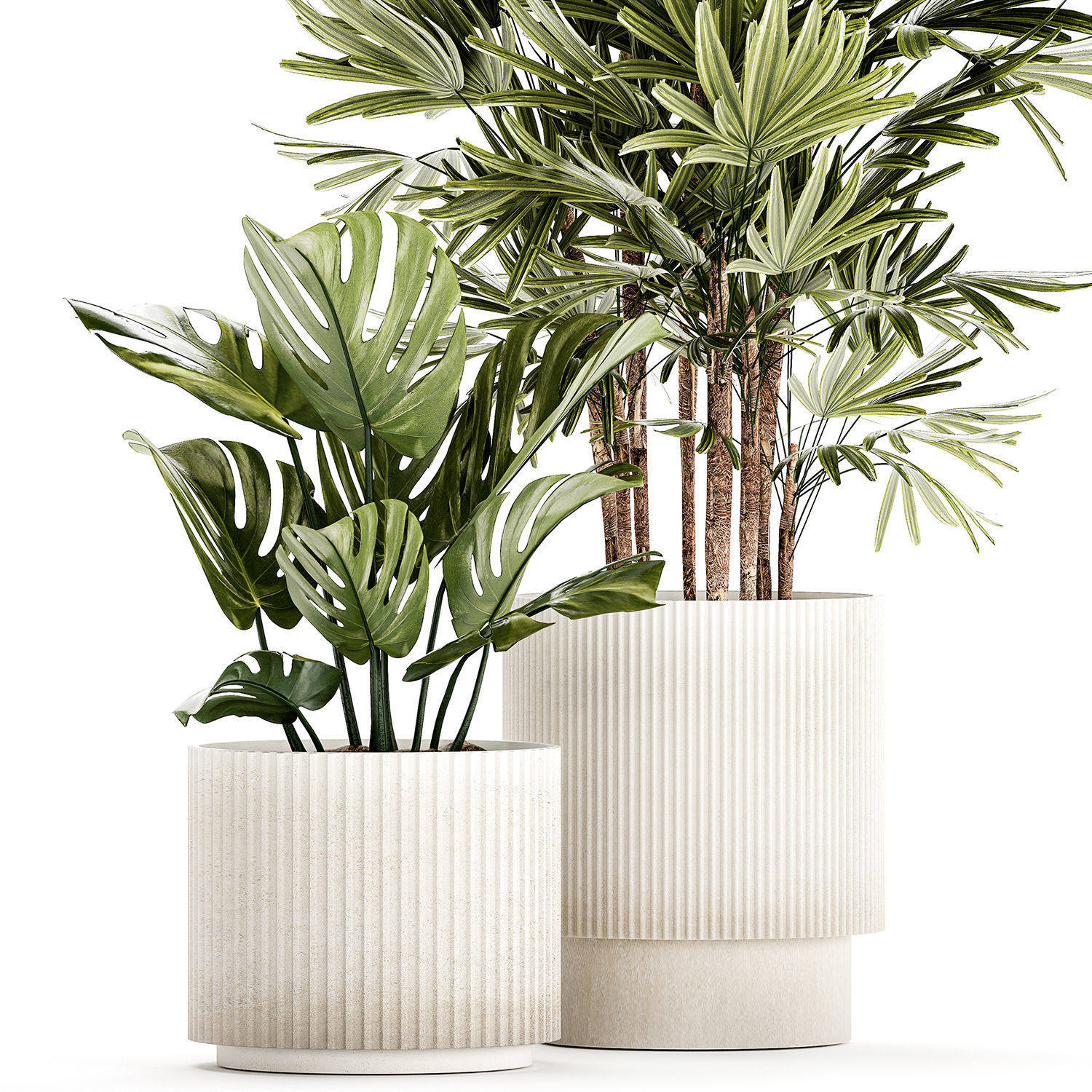 Small white potted plants Monstera Raphis palm 1448 3D model_10