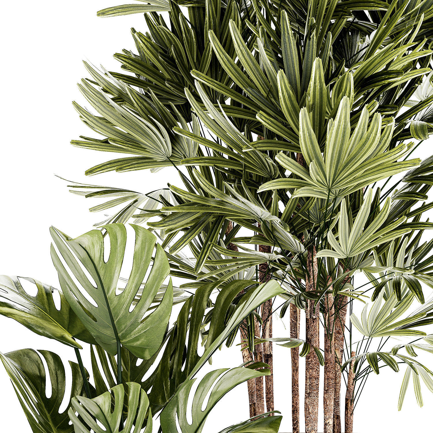 Small white potted plants Monstera Raphis palm 1448 3D model_12