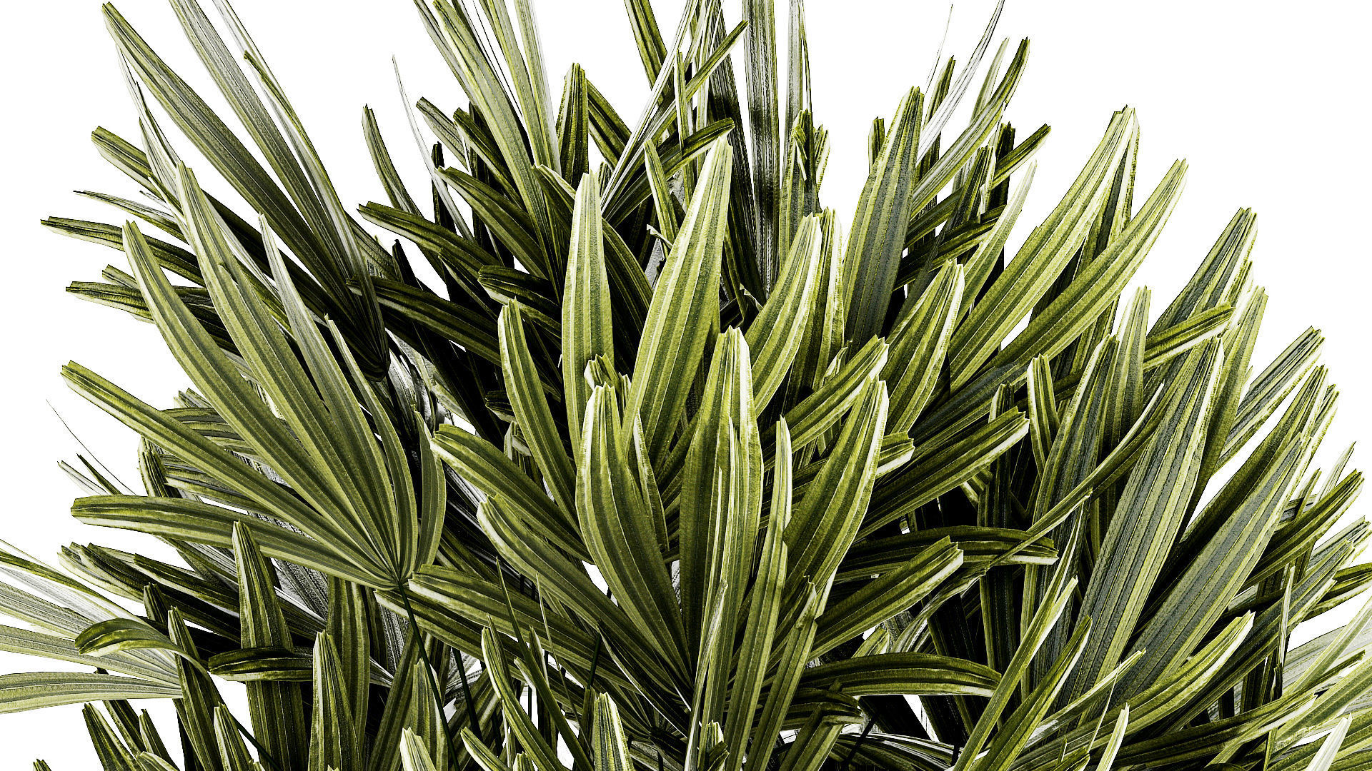 Small white potted plants Monstera Raphis palm 1448 3D model_6