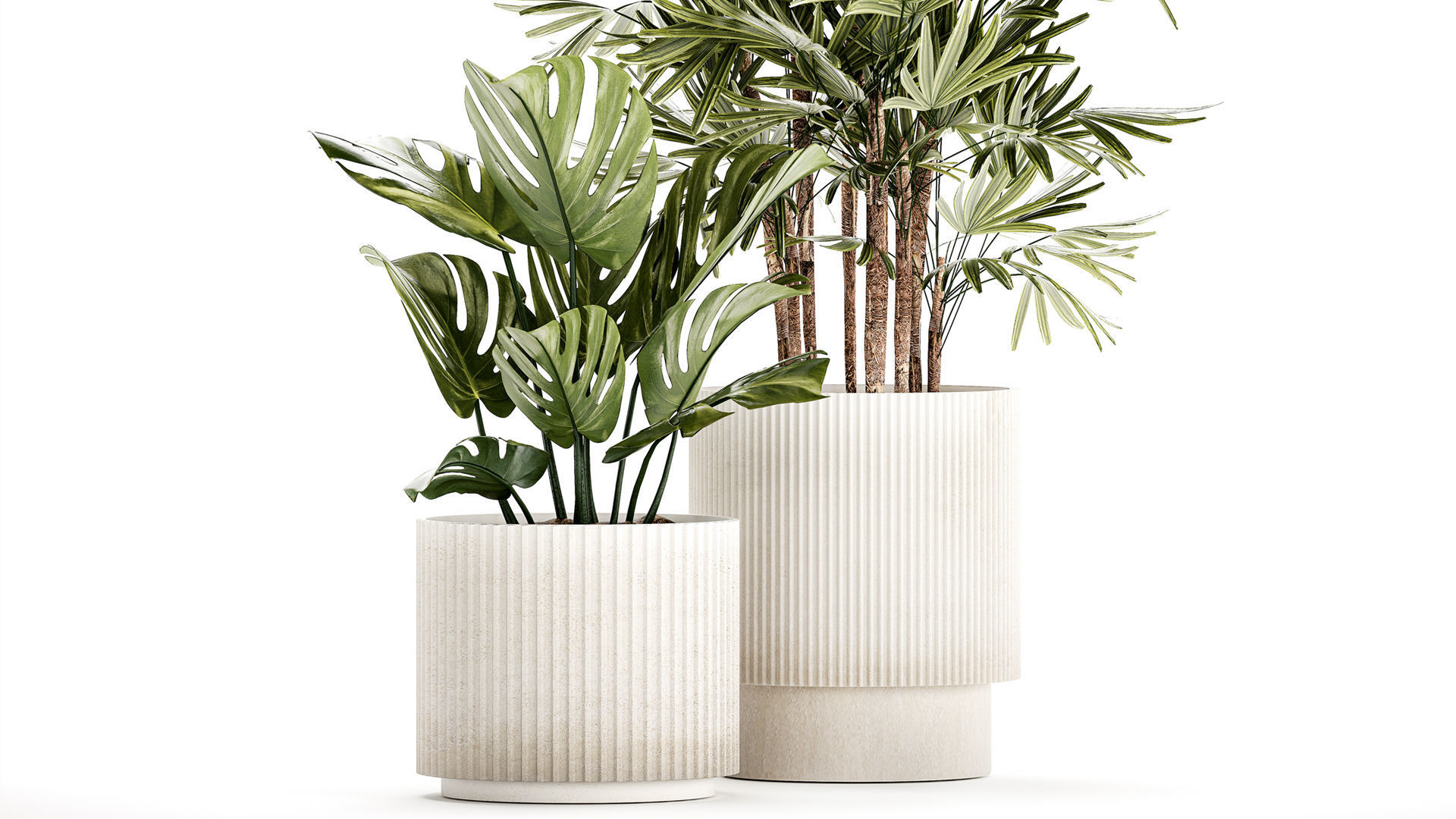 Small white potted plants Monstera Raphis palm 1448 3D model_2