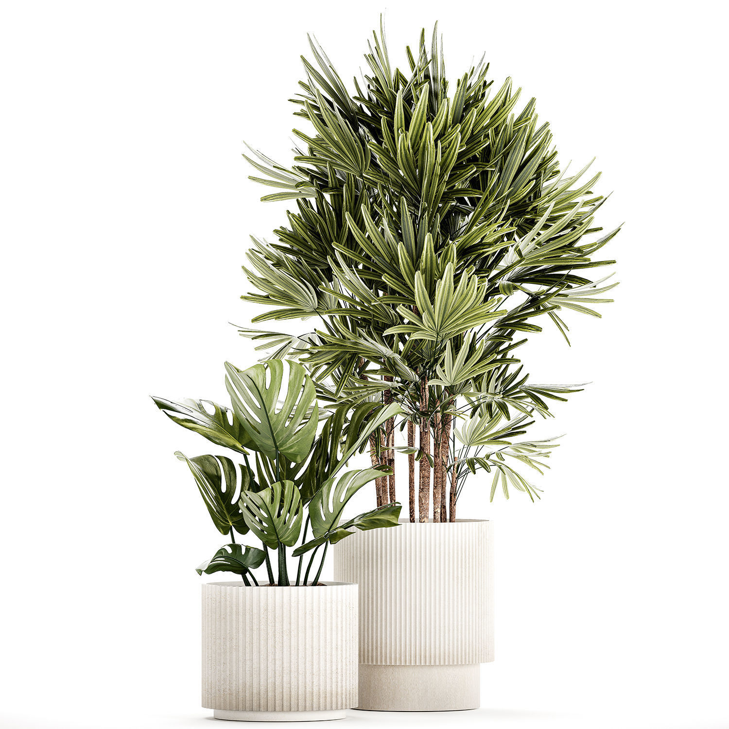 Small white potted plants Monstera Raphis palm 1448 3D model_8