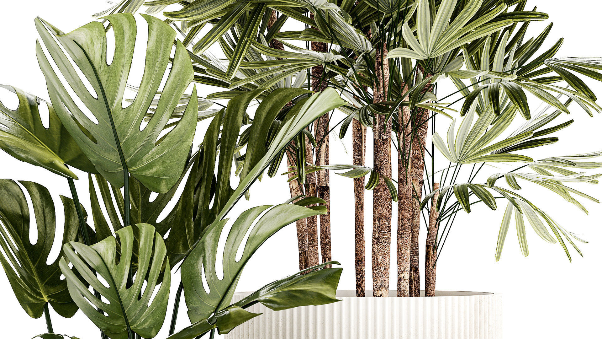 Small white potted plants Monstera Raphis palm 1448 3D model_4