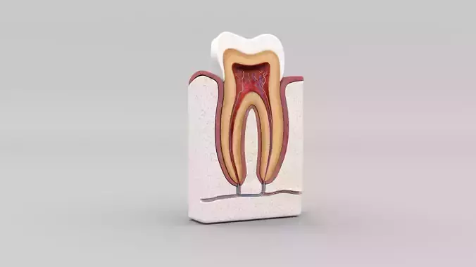 TOOTH DISSECTION 3D MODEL
