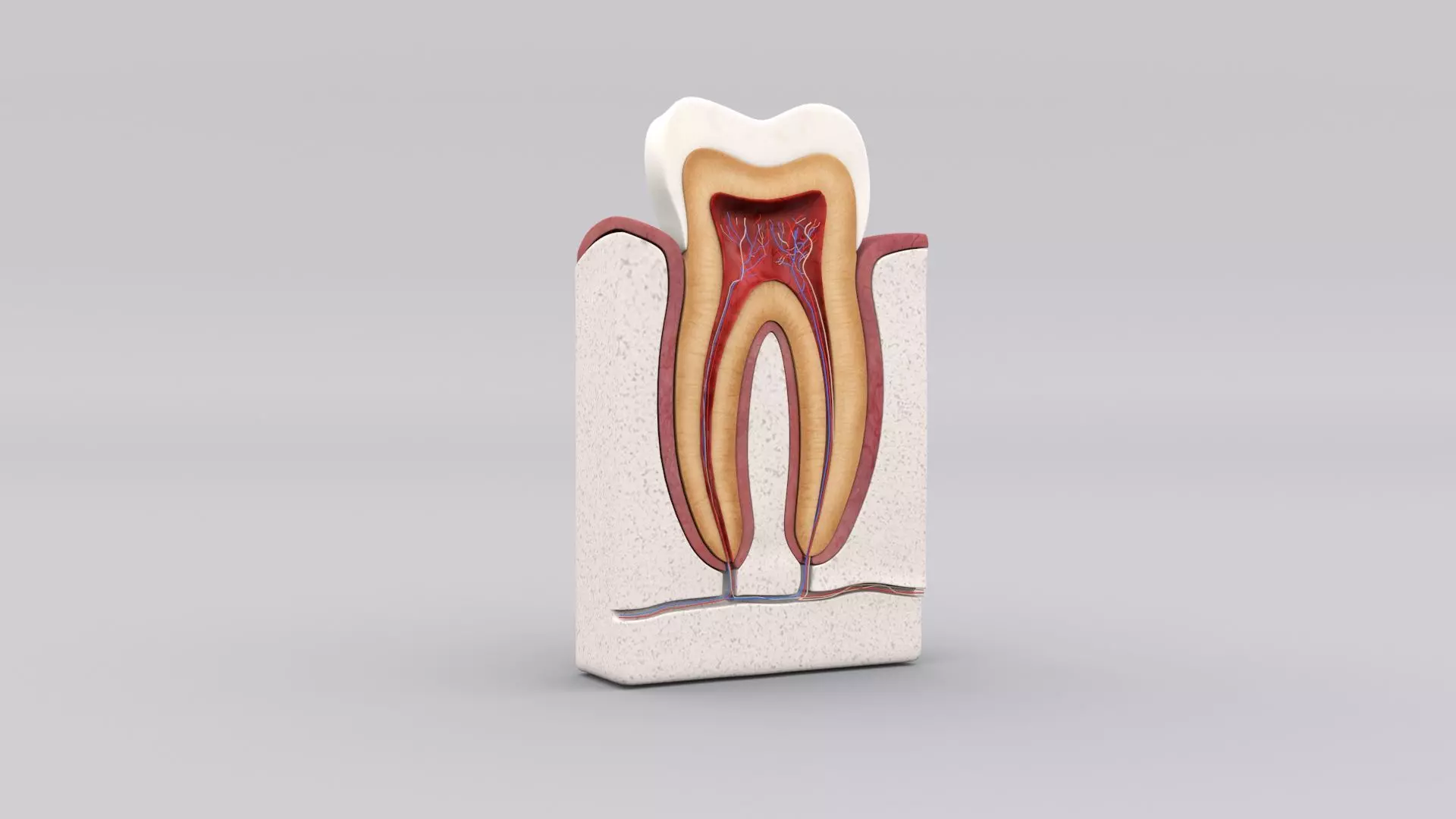 TOOTH DISSECTION 3D MODEL Low-poly 3D model