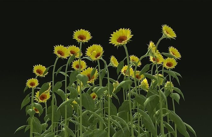 sunflower seeds food Field flower  planting 3D model