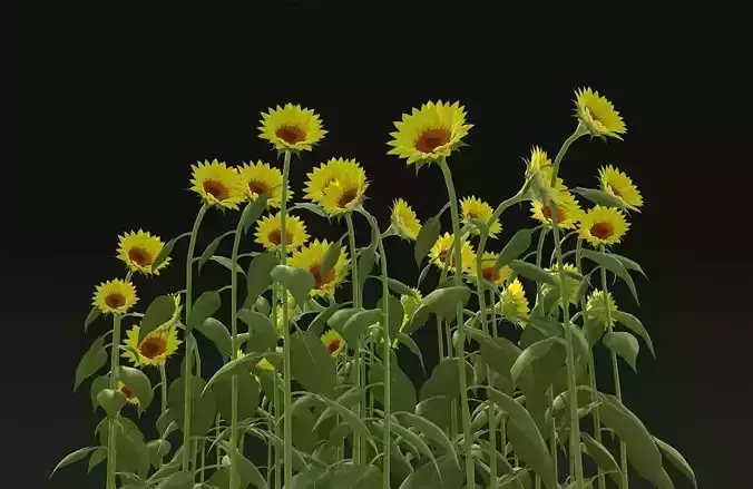 sunflower seeds food Field flower  planting